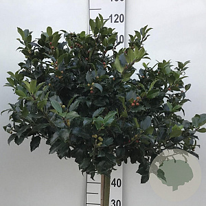 Ilex meserv. Blue Maid 60 cm stam 15L