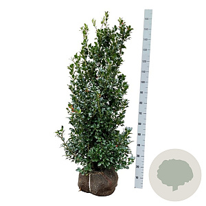 Ilex meserv. Heckenfee 100-125 cm met kluit extra