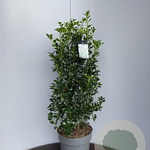 Ilex meserv. Heckenfee 60-80 cm met kluit extra