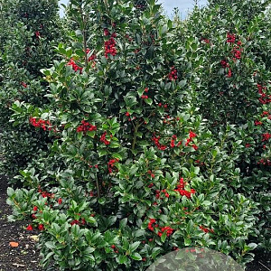 Ilex meserv. Heckenfee 150-175 cm met kluit