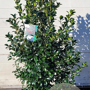 Ilex meserv. Heckenfee 150-175 cm met kluit