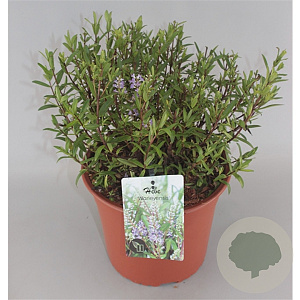 Hebe 'Warleyensis' GM C5