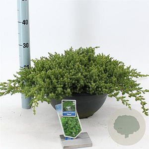 Juniperus procumbens 'Nana' 30-40 cm 7L