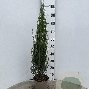Juniperus s. 'Blue Arrow' 50-60 cm 3,0L