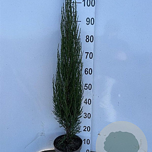 Juniperus s. 'Blue Arrow' 50-60 cm 3,0L