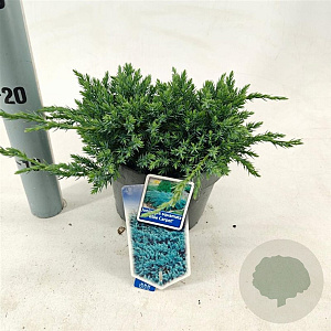 Juniperus squamata 'Blue Carpet' 20-25 cm 3,0L