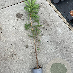 Larix kaempferi 100-125 cm 2,0L