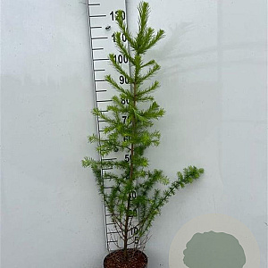 Larix kaempferi 125-150 cm 5,0L