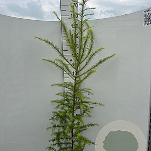 Larix kaempferi 125-150 cm 5,0L