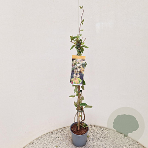 Lonicera capr. 'Inga' 80-85 cm 2,5L