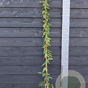 Lonicera Caprilia Ever 150-175 cm vierkant rond 5,5L