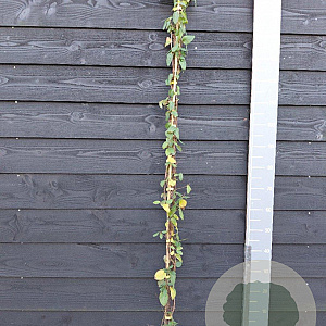 Lonicera jap. 'Hall's Prolific' 150-175 cm vierkant rond 5,5L