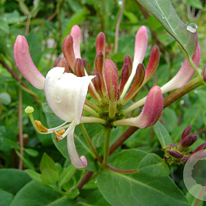 Lonicera jap. 'Red World' 80-100 cm rozenpot 2L