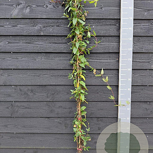 Lonicera jap. 'Red World' 150-175 cm vierkant rond 5,5L