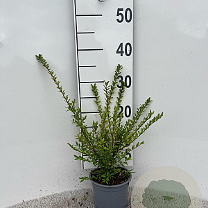 Lonicera nit. 'Hohenheim. Findling' 25-30 cm C1.3