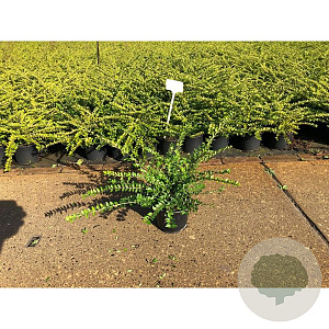 Lonicera nit. 'Maigrün' 30-40 cm C1.5