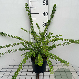 Lonicera nit. 'Maigrün' 40-60 cm 2,0L