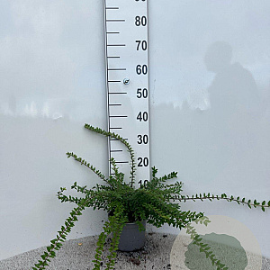 Lonicera nit. 'Maigrün' 40-60 cm 2,0L