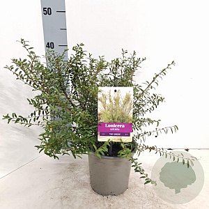 Lonicera nit. 'Tiny Green' 15-20 cm P15