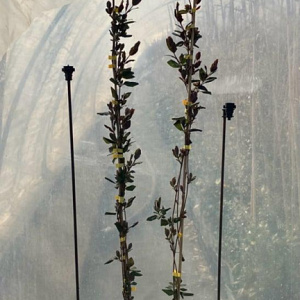 Lonicera periclymenum 125-150 cm 3,0L