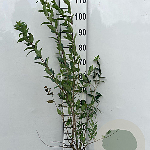 Lonicera tatarica 50-60 cm 5,0L
