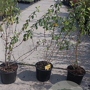 Lonicera xyl. 'Clavey's Dwarf' 40-60 cm 2,0L