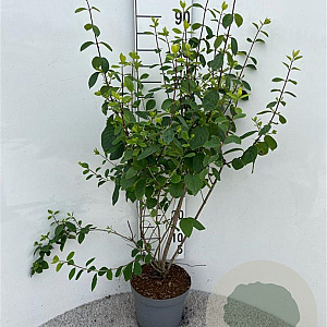 Lonicera xyl. 'Clavey's Dwarf' 100-125 cm 5,0L