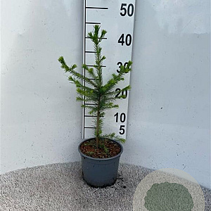 Picea abies 30-40 cm 2,0L