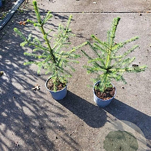 Picea abies 30-40 cm 2,0L