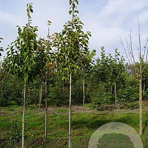 Magnolia kobus 8-10 HO draadkluit