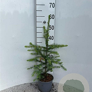 Picea omorika 30-40 cm 2,0L