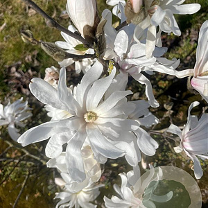Magnolia stellata 150-175 cm draadkluit meerstammig 80-100 breed