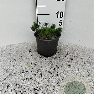 Pinus mugo pumilio 5-10 cm 2,0L