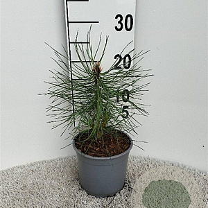 Pinus nigra nigra 10-15 cm 2,0L