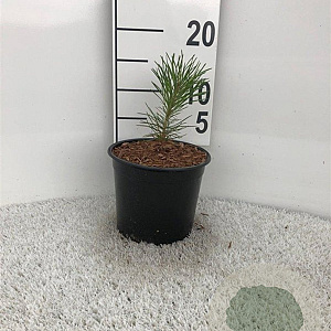 Pinus nigra nigra 15-20 cm 2,0L