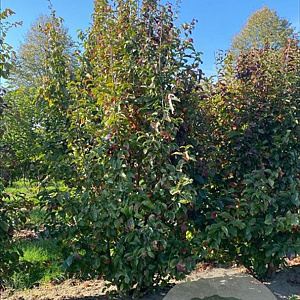 Parrotia persica Persian Spire 175-200 cm draadkluit meerstammig
