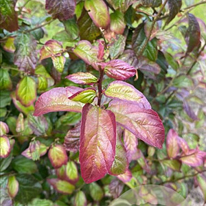 Parrotia persica Persian Spire 175-200 cm draadkluit meerstammig