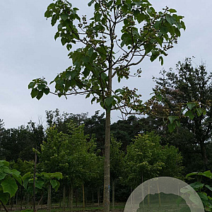 Paulownia tomentosa 30-35 HO draadkluit