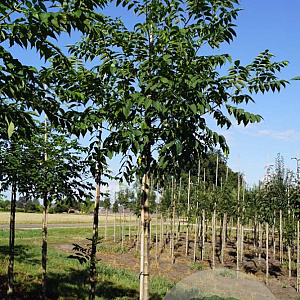 Phellodendron amurense 14-16 HO draadkluit