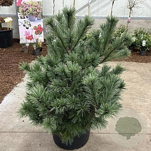 Pinus strobus 'Radiata' 70-75 cm 40L Potgedrukt