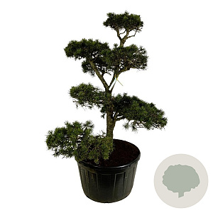 Pinus contorta 175-200 cm cont. 285L bonsai
