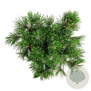 Pinus dens. 'Low Glow' 30-40 cm 4,5L