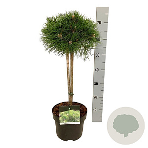 Pinus dens. 'Low Glow' 40 cm stam 5,0L