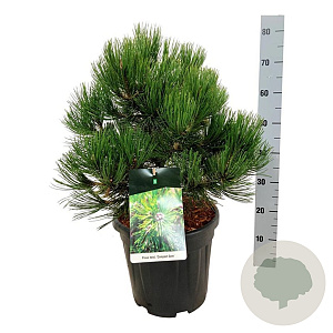 Pinus heldreichii 'Compact Gem' 40-50 cm 15L
