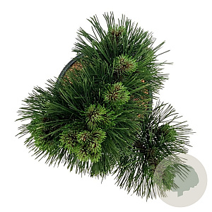 Pinus heldreichii 'Malinki' 40-50 cm 15L