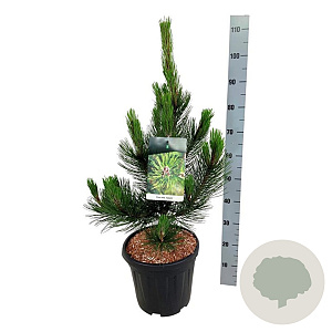 Pinus heldreichii 'Satellit' 60-80 cm 15L