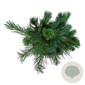Pinus monticola 'Ammerland' 40-50 cm P21