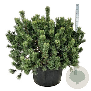 Pinus mugo 125-150 cm cont. 230L solitair