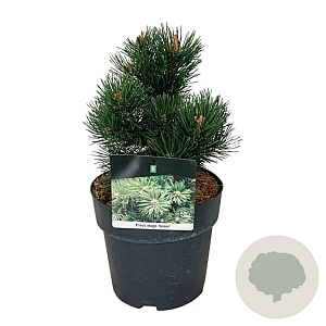 Pinus mugo 'Gnom' 15-20 cm