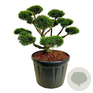 Pinus mugo 'Gnom' 80-100 cm cont. 180L bonsai